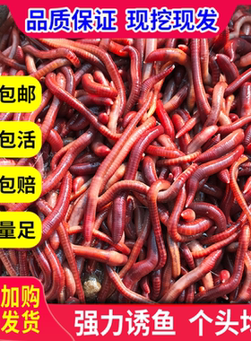 蚯蚓活饵大号包邮散装盒装红蚯蚓饵料蚯蚓鱼饵钓鱼 大平二号种苗
