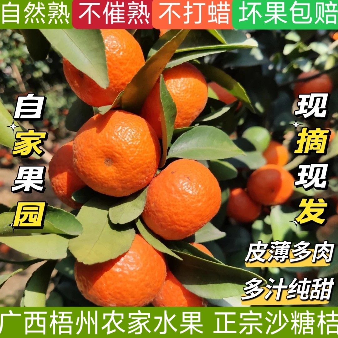 广西梧州正宗砂糖橘纯甜多汁无籽薄皮当季新鲜水果自家果纯甜不酸,水产肉类/新鲜蔬果/熟食,桔子,淘宝优惠券,粉丝福利购,淘宝优惠卷
