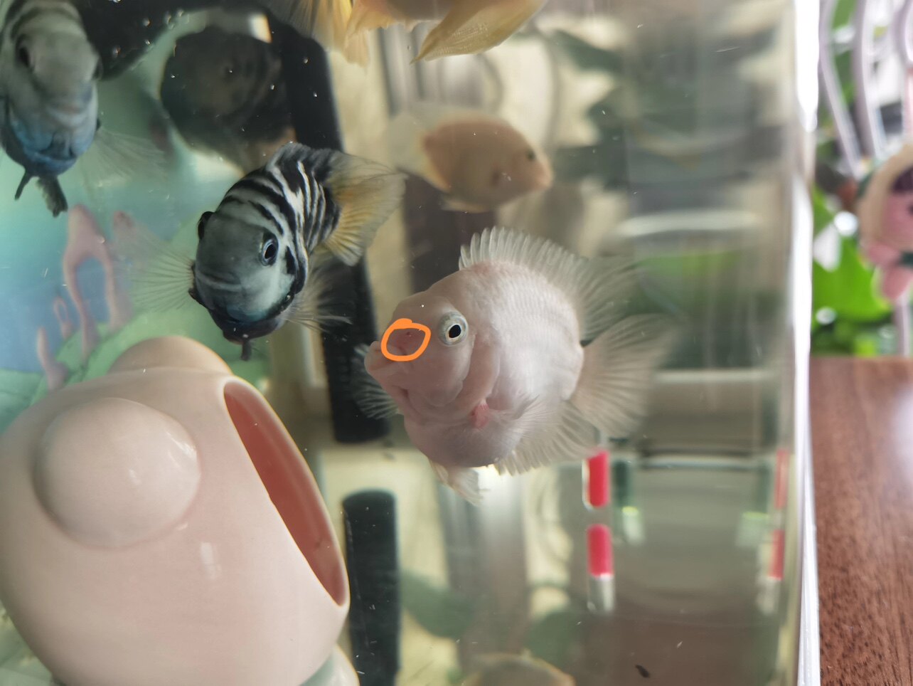 관상어 질병 상담 금붕어 질병 예방 및 치료 상담 어류 의사 실습 수생 생물 및 동물 보호