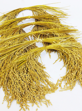 糯米稻穗乐装饰挂串农作物五谷杂粮饭店农家挂件农庄庭院丰收纪念