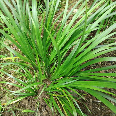 五香茴香菖蒲鸡香草香料随手香