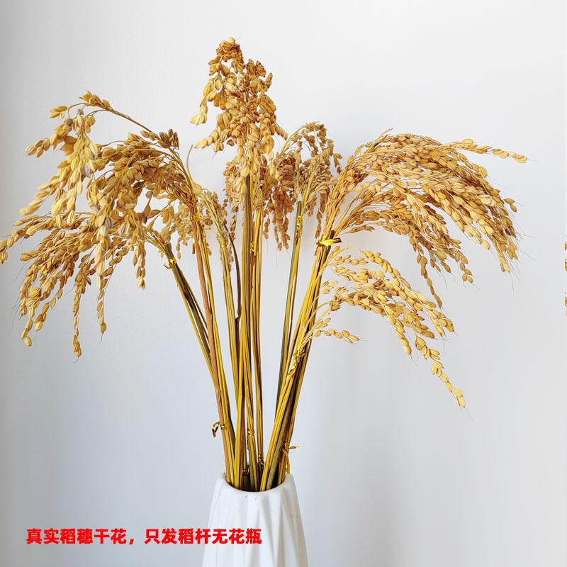 真实稻穗干花水稻杆稻穗