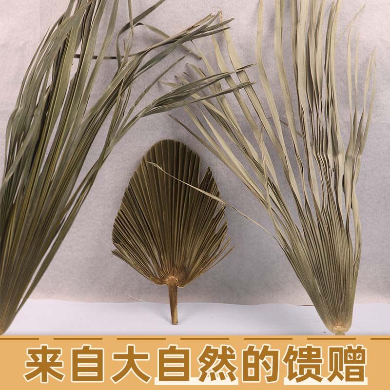 农家棕榈树叶棕树叶包棕子棕编材料捆绑绳子棕子绳开伞绿色真树叶,家居饰品,干花/花瓣/干花包/干树枝,淘宝优惠券,粉丝福利购,淘宝优惠卷