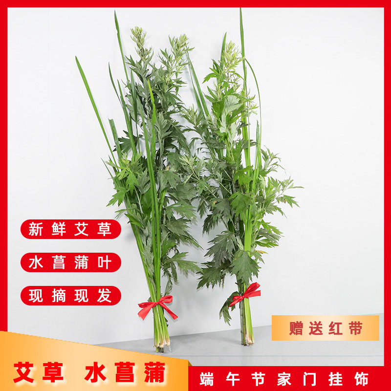端午节礼品挂艾叶新鲜艾草水菖蒲带根可种植民间习俗挂门菖叶洗澡