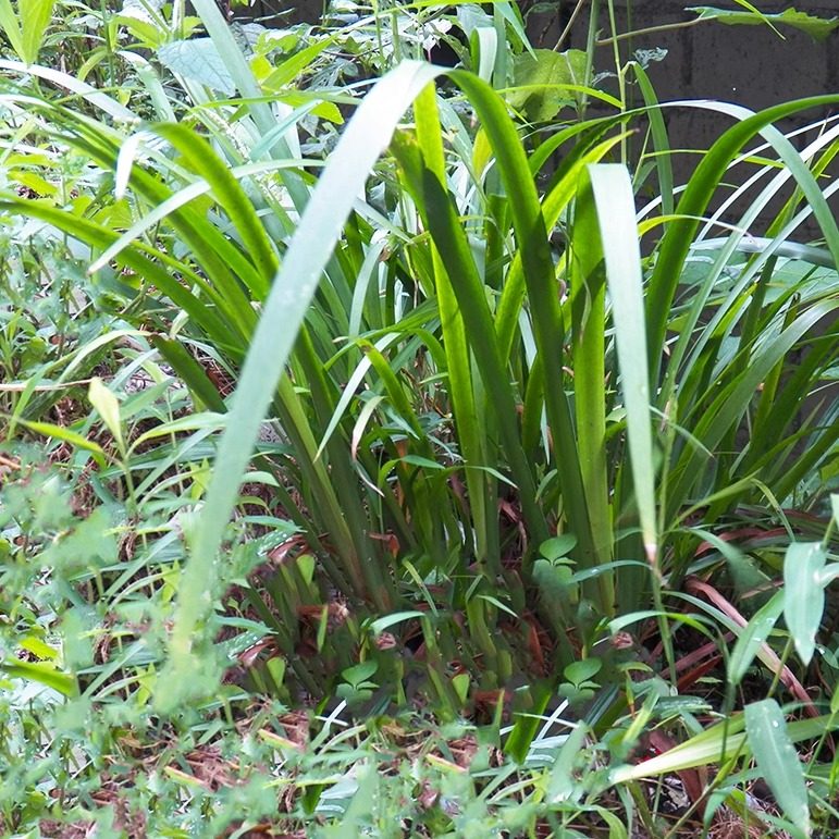 贵州茴香菖蒲5斤 五香草火锅卤料 去腥羊牛鸡鸭鱼肉香料草山三萘