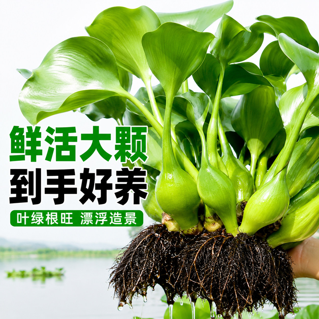 水葫芦水生植物鱼缸龟缸池塘造景净化水质室内阳台包邮活体水草苗