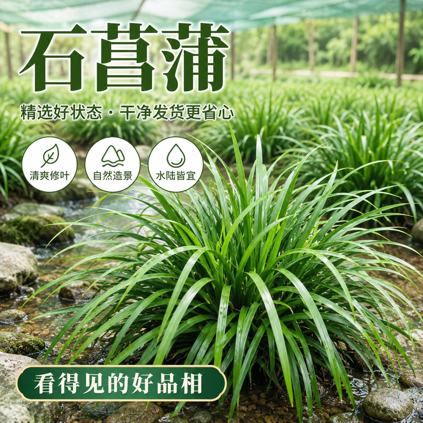 水培石菖蒲水生盆景鱼龟缸造景过滤盆栽净化水质四季常青绿植摆件