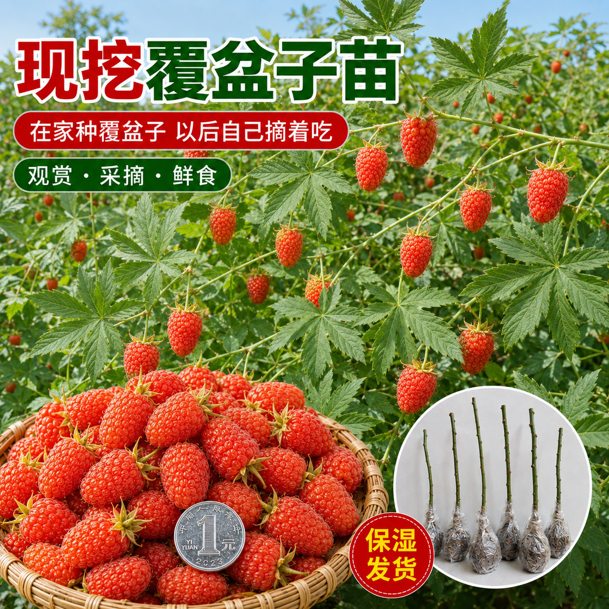 红树莓苗掌叶覆盆子阳台庭院种植