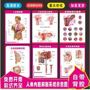 人体内脏器官心脏结构分布图解剖挂图血液循环心脏结构示意图贴纸