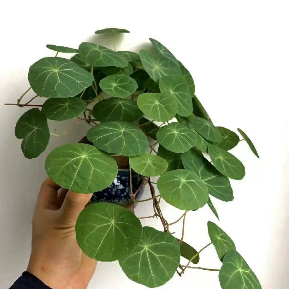 山乌龟爬藤植物盆栽室内红藤圆叶金不换阳台花园多肉块根花卉水培