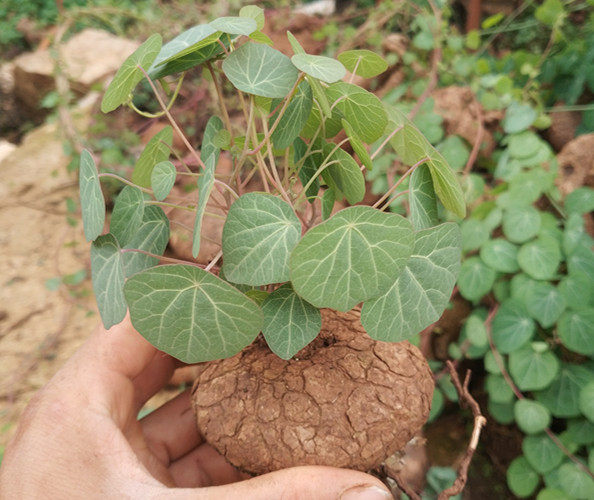 红藤山乌龟室内花卉盆栽水培绿植金不换地不容盆景多肉爬藤植物花