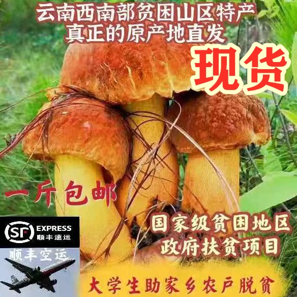 新鲜黄牛肝菌云南野生菌黄赖头蘑菇煲汤食用菌新鲜现货云南特产