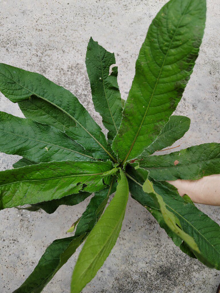 现采地胆草 新鲜苦地胆头中草药坐地娘胎煲汤地胆头地斩头丁茄夫