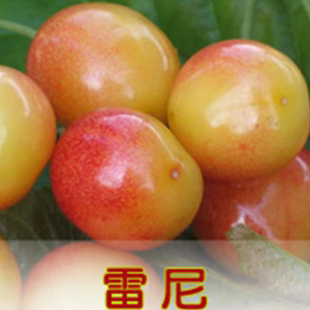 天水秦州烟铺大樱桃黄金车厘子雷尼套袋脆甜可口自家种的现摘现发