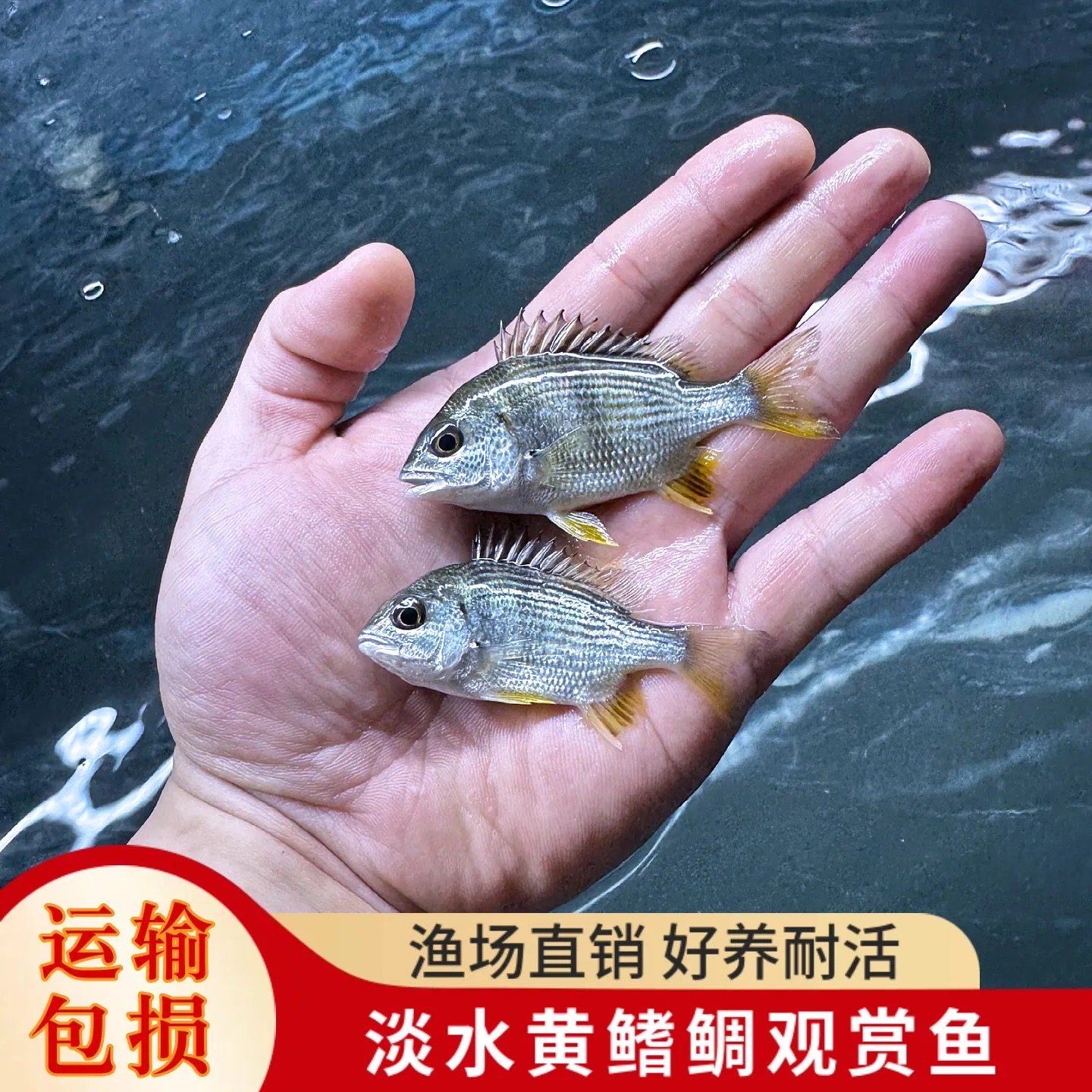 黄脚立淡水观赏鱼好养耐活冷水淡化黄鳍鲷鱼黄翅黄脚腊鱼苗水族馆