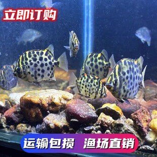 淡化金鼓鱼淡水观赏鱼银鼓鱼除丝藻热带小型冷水鱼群养混养群游性