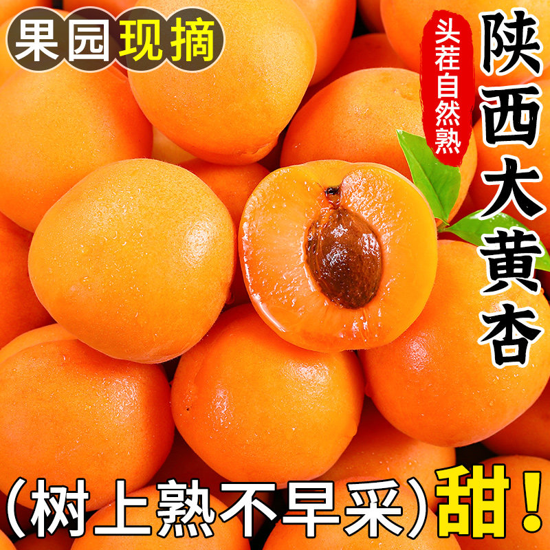 陕西大黄杏子新鲜水果5斤当季特大巨蜜金太阳杏酸甜杏子整箱包邮
