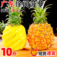 廣東徐聞菠蘿10斤新鮮水果香水菠蘿手撕鳳梨金鉆波蘿大果整箱包郵