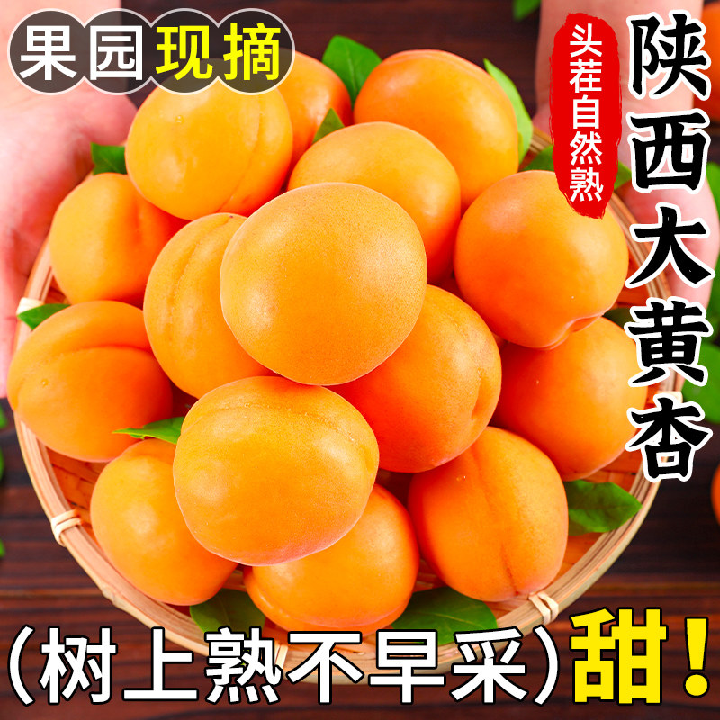 陕西大黄杏子新鲜水果大果当季特大巨蜜酸甜爆汁杏子整箱果园直发