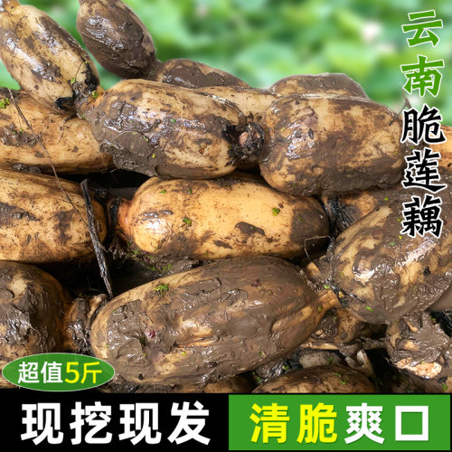 新鲜脆莲藕~现挖现发~清脆爽口！