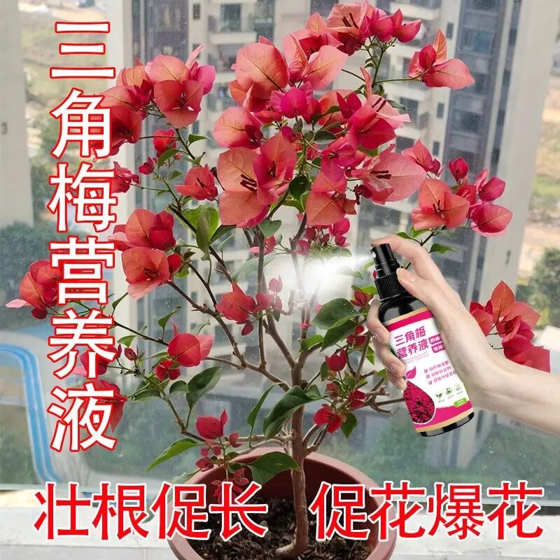三角梅专用爆花喷雾营养液图片