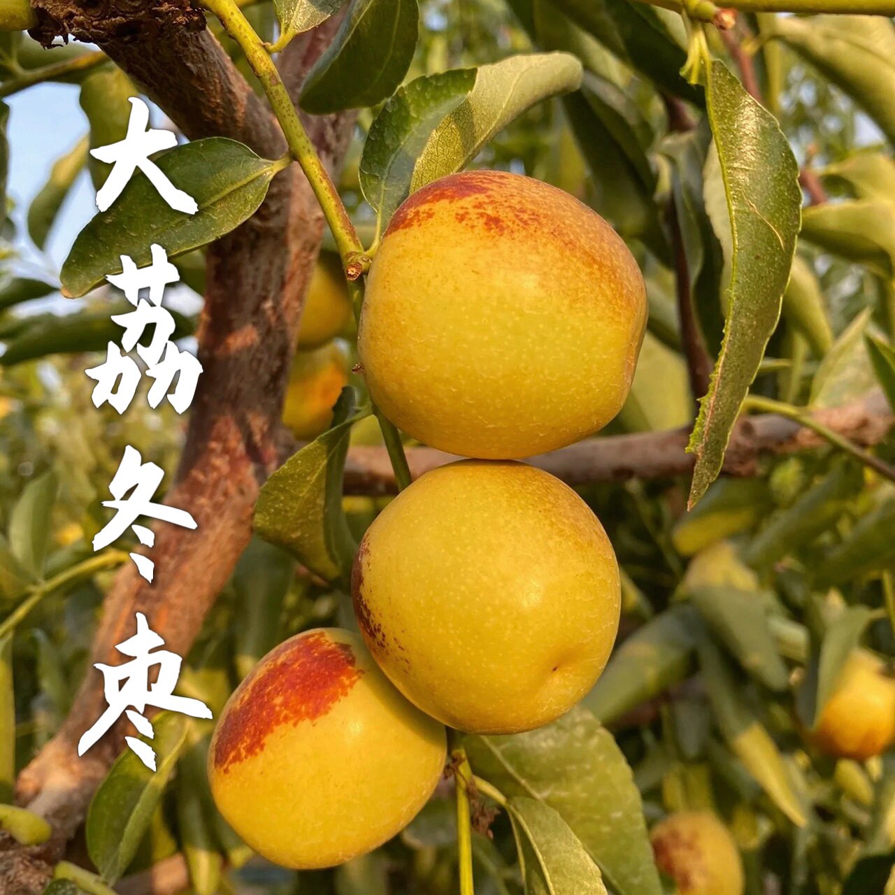 正宗陕西大荔冬枣现摘脆甜