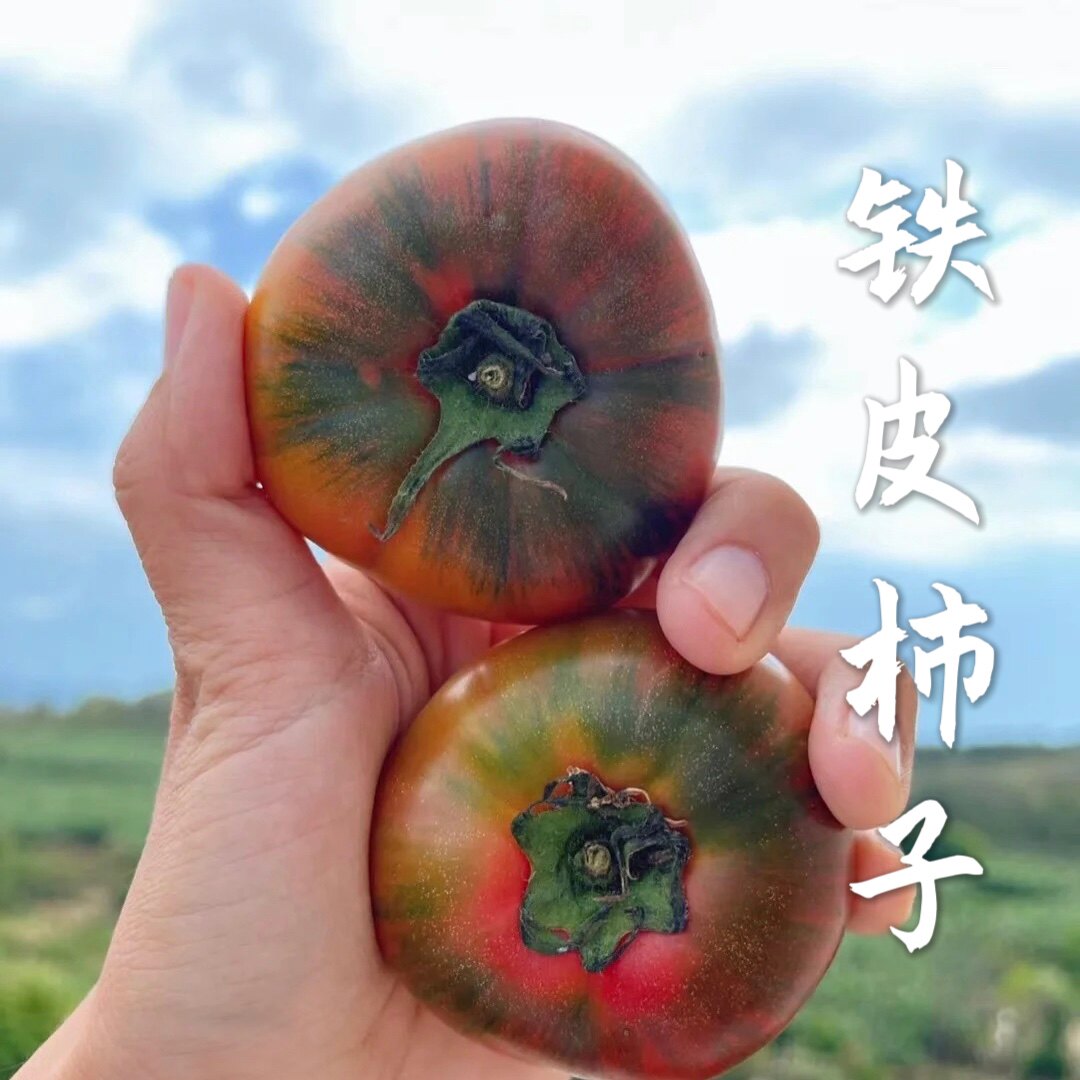丹东铁皮西红柿 草莓柿子新鲜番茄自然熟碱地生吃水果柿子