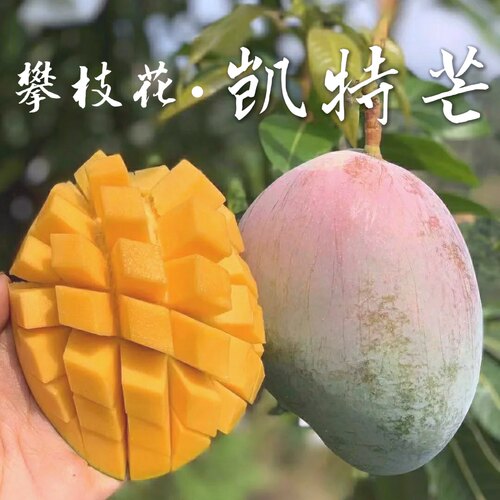 攀枝花凯特芒果新鲜现摘纯甜