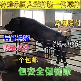 正宗黑猪土猪苏太猪优质育肥中华猪苗散养瘦肉型黑土高产养殖资料