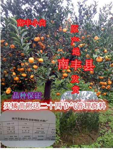 南丰蜜橘树苗  南丰贡桔树苗 嫁接苗 品种正
