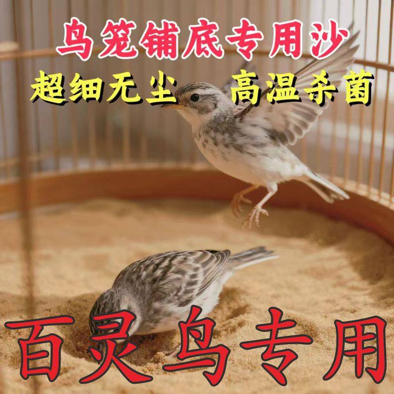 百灵鸟用浴沙天然河沙