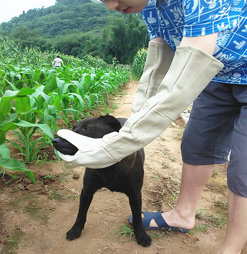 防抓咬加厚牛皮手套护腿脚摘板栗花椒加长防猫抓挠防狗咬训狗包邮