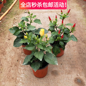 木槿扶桑盆栽牡丹多花色带花苞大花重瓣室内庭院木本花卉绿色植物