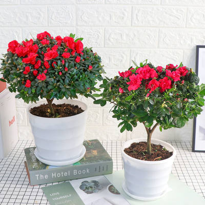 杜鹃花盆栽带花苞四季长青花开不断室内外好养花卉花苗老桩盆景 虎窝淘