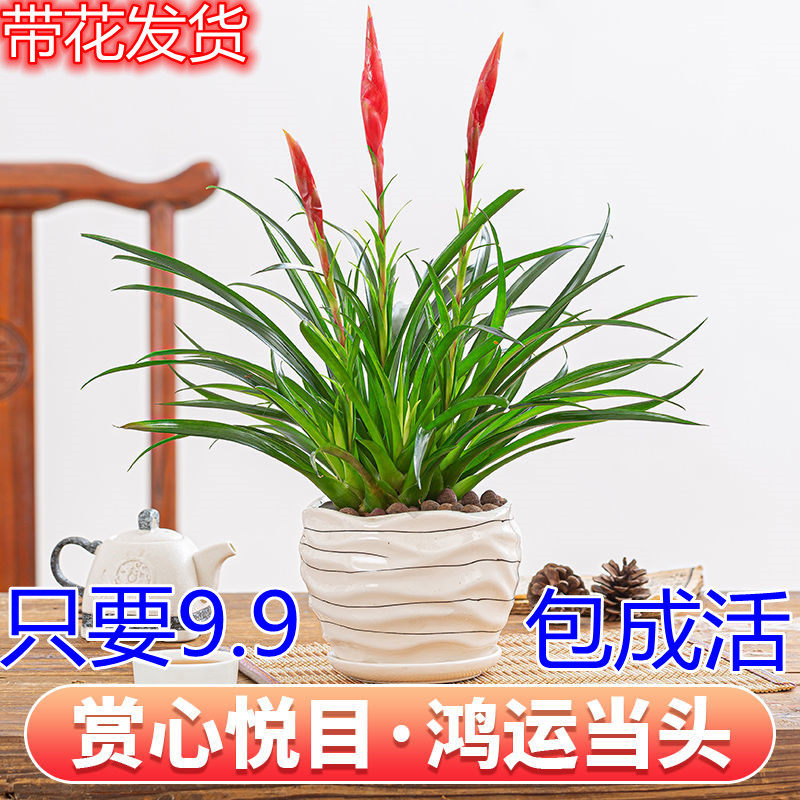 招财手小辣椒盆栽室内绿植办公桌养不死客厅阳台客厅净化空气花卉