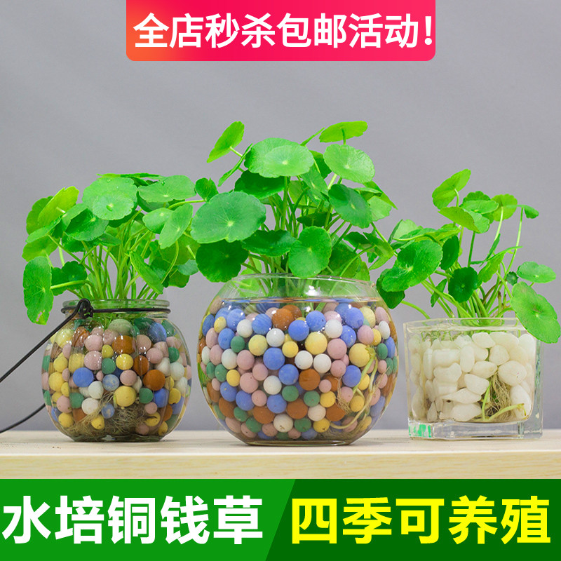 精品铜钱草水培植物办公室桌面客厅盆栽花卉金钱草水养绿植吸甲醛