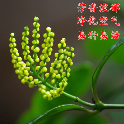 绿植客厅芳香浓郁净化空气兰花