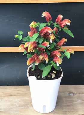 奇特花卉虾衣花 四季开花阳台盆栽虾衣花 红虾花带花虾夷花似龙虾