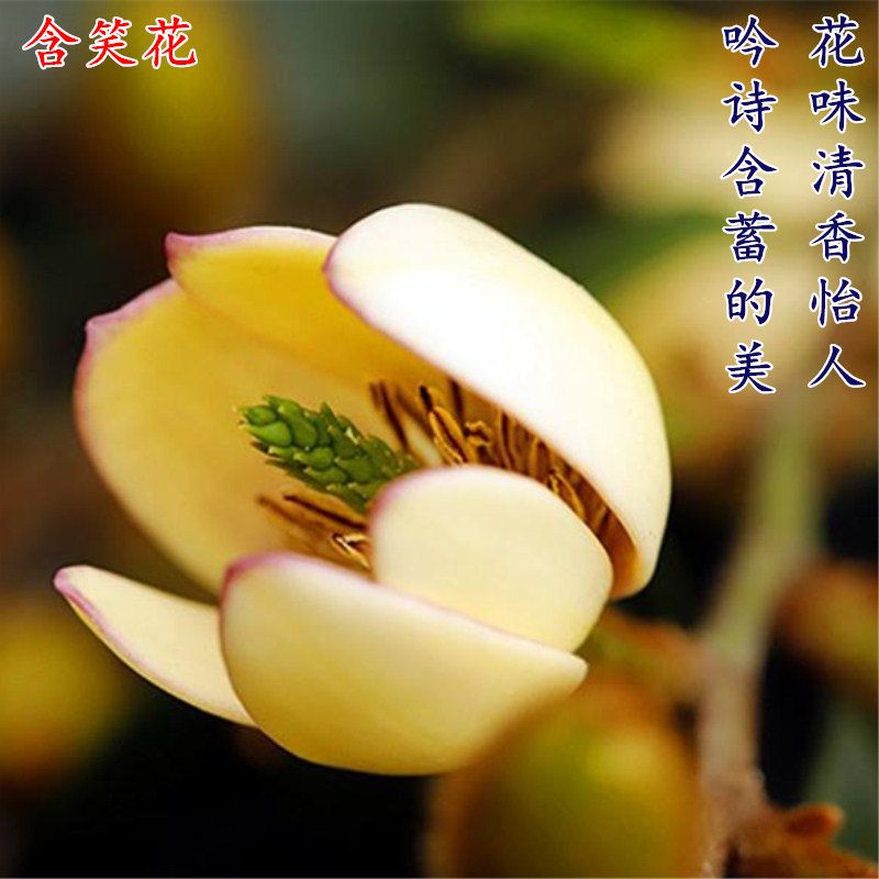 包邮含笑盆栽树苗 四季种植 浓香花卉含笑花苗 含笑花卉当年开花