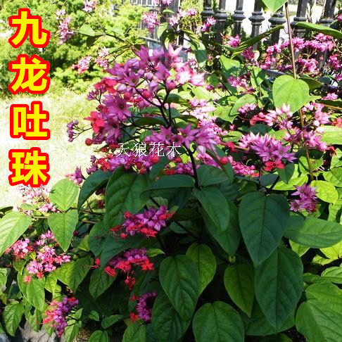 包邮九龙吐珠盆栽花阳台庭院美观攀援爬藤植物当花期超长易活易种 - 封面