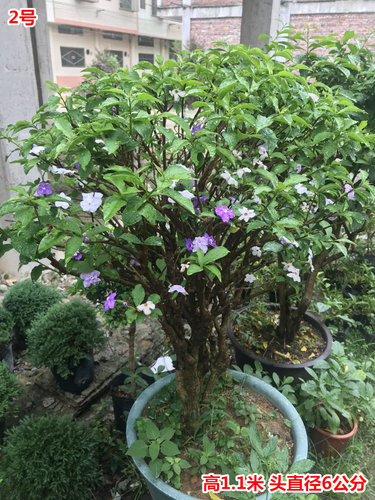 鸳鸯双色茉莉老桩盆栽阳台客厅庭院盆景浓香型植物四季开花易种活