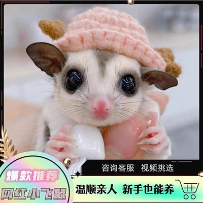 蜜袋鼯活体宠物蜜袋鼬活幼崽白脸马赛克纯白抖音网红飞天鼠包上手