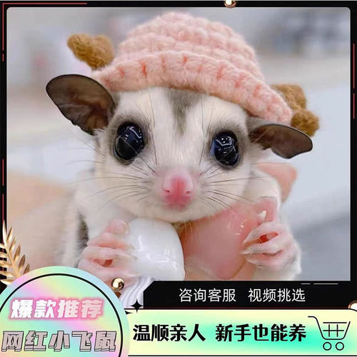 蜜袋鼯活体宠物蜜袋鼬活幼崽白脸马赛克纯白抖音网红飞天鼠包上手