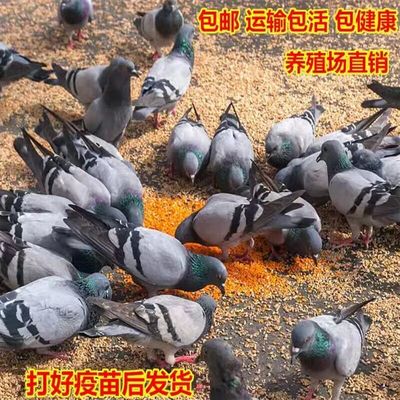 鸽子活体信鸽赛鸽幼鸽天落鸟