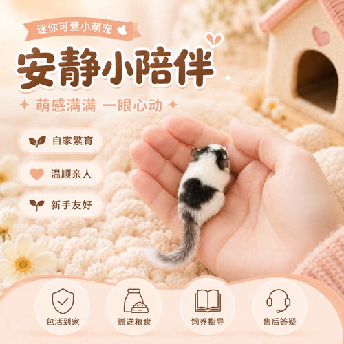 西班牙睡鼠幼崽活体包活