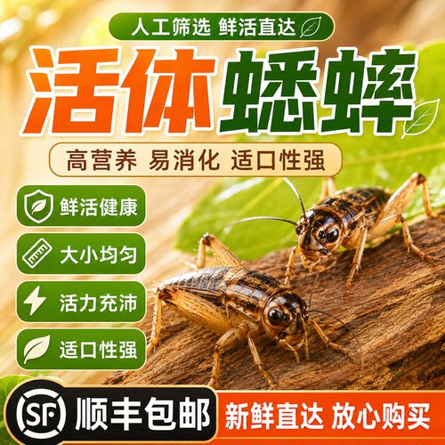 活体白蟋蟀爬宠饲料小宠物食物