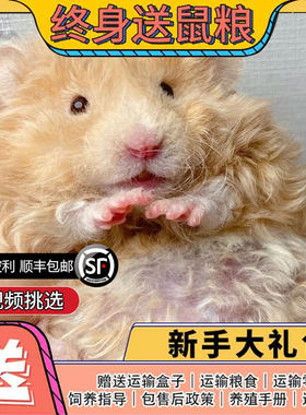 卷毛波利长毛金丝熊虎纹眼圈宠物