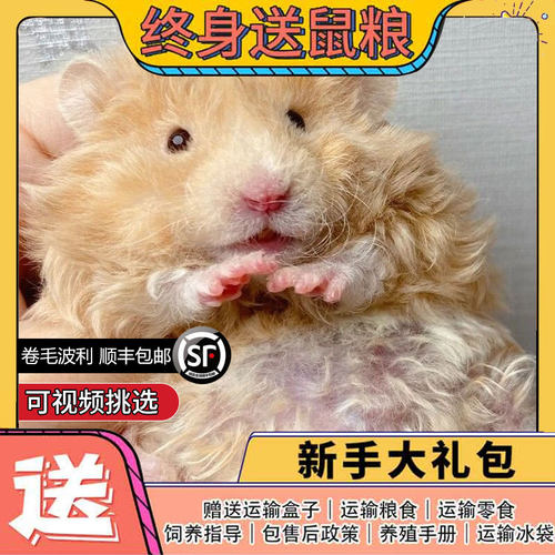 卷毛波利长毛金丝熊虎纹眼圈宠物