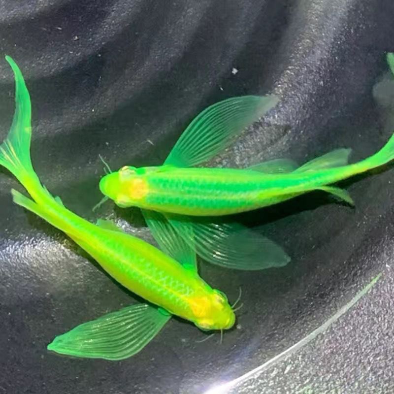 蝶翼斑马鱼长尾长鳍冷水鱼观赏鱼荧光冷水鱼小型热带鱼观赏鱼
