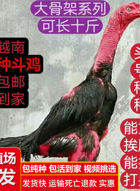 小斗鸡越南鬼子斗鸡活苗